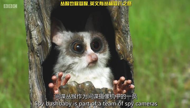 长线叙事爆笑游戏局